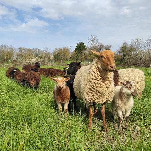 Association Macadam Mouton brebis BelleÎle et leurs bébés