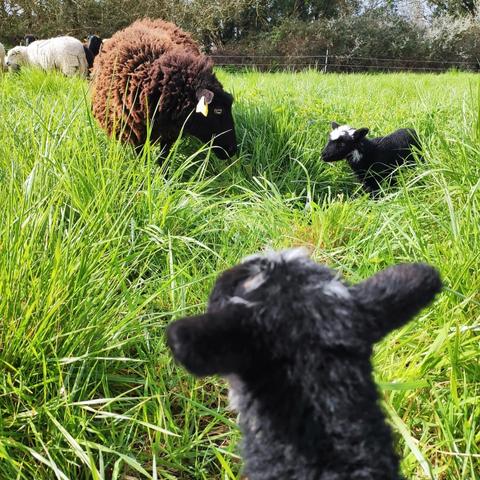 Association Macadam Mouton brebis Landes de Bretagnes et leurs bébés